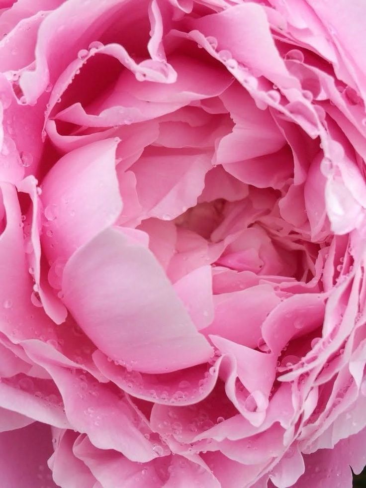 A pink peony in full bloom, wet with rain