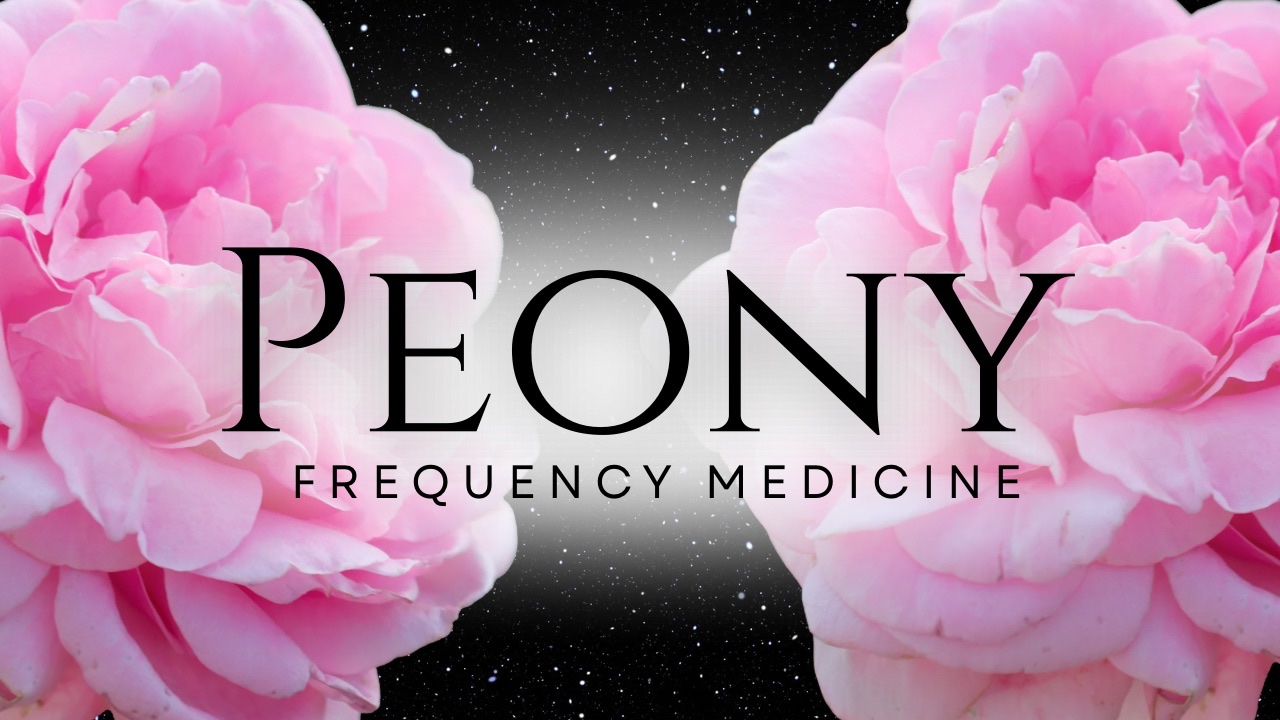 Peony · frequency medicine
