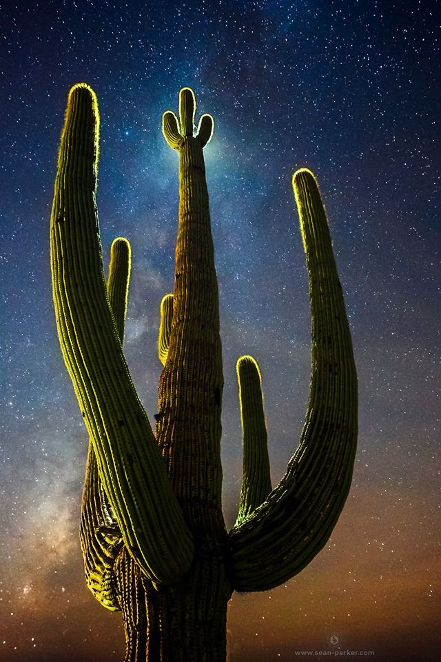 A Saguaro cactus under the night sky